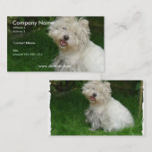 Carte de visite de Bichon Frise (Devant / Derrière)
