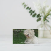 Carte de visite de Bichon Frise (Debout devant)