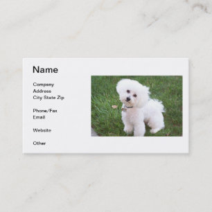 Carte de visite de Bichon Frise