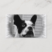 Carte de visite de Boston Terrier (Dos)