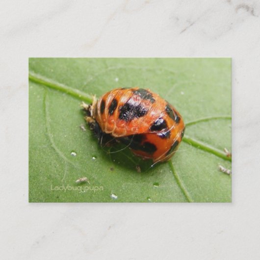 Carte De Visite ~ de calendrier de chrysalides de coccinelle (Devant)