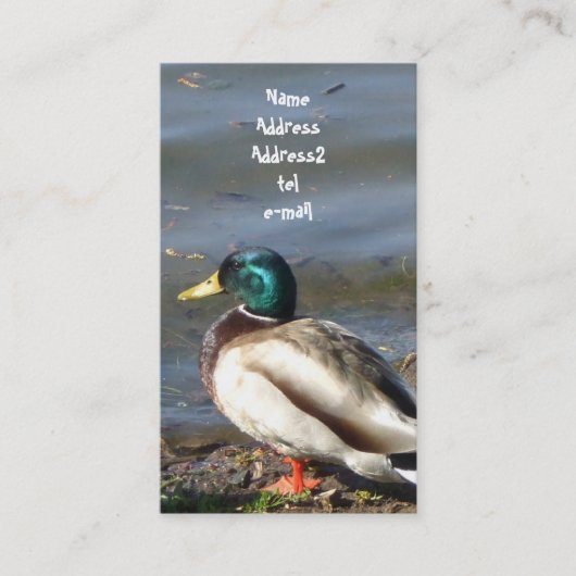 Carte de visite de canard de Mallard (Devant)