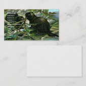 Carte de visite de castor (Devant / Derrière)