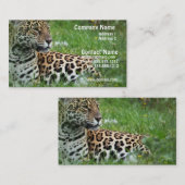 Carte de visite de chat de Jaguar (Devant / Derrière)