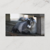 Carte de visite de chèvre (Dos)