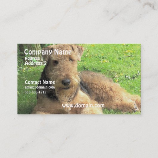 Carte de visite de chien d'Airedale Terrier (Devant)