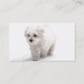 Carte de visite de chien de Bichon Frise (Dos)