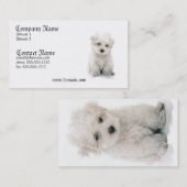 Carte de visite de chien de Bichon Frise (Devant / Derrière)