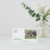 Carte de visite de chien de Schnauzer (Debout devant)