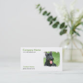 Carte de visite de chien de Terrier d'écossais (Debout devant)