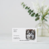 Carte de visite de chien de traîneau sibérien (Debout devant)