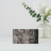 Carte de visite de chien de Weimeraner (Debout devant)