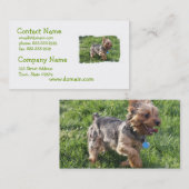 Carte de visite de chien de York Terrier (Devant / Derrière)