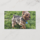Carte de visite de chien de York Terrier (Dos)