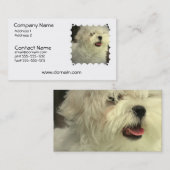 Carte de visite de chien maltais (Devant / Derrière)