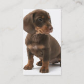Carte de visite de chiot de Daschund (Dos)