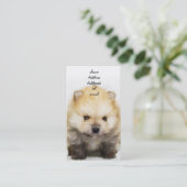 Carte de visite de chiot de Pomeranian (Debout devant)