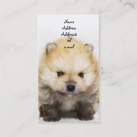 Carte de visite de chiot de Pomeranian (Devant)