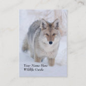 Carte de visite de coyote de guide de faune (Devant)