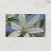 Carte de visite de fleurs blanches (Dos)