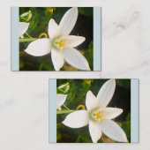 Carte de visite de fleurs blanches du printemps (Devant / Derrière)