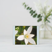 Carte de visite de fleurs blanches du printemps (Debout devant)