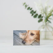 Carte de visite de golden retriever (Debout devant)