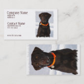 Carte de visite de Labrador de chocolat (Devant / Derrière)