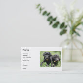 Carte de visite de labrador retriever (Debout devant)