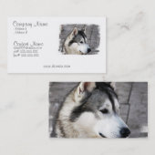 Carte de visite de Malamute (Devant / Derrière)