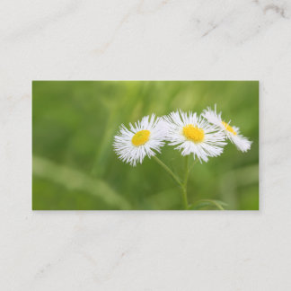 Carte de visite de marguerite