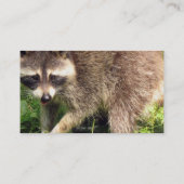 Carte de visite de raton laveur (Dos)