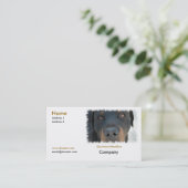 Carte de visite de rottweiler (Debout devant)