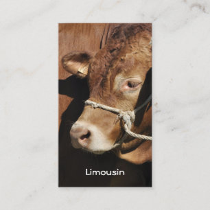 Carte de visite de taureau du Limousin
