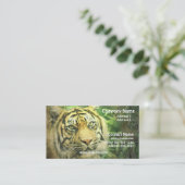 Carte de visite de tigre sibérien (Debout devant)