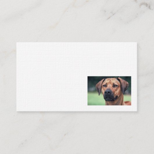 Carte de visite de toile de Rhodesian Ridgeback (Devant)