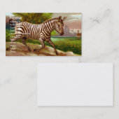 Carte de visite de zèbre (Devant / Derrière)