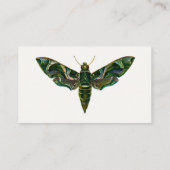 Carte De Visite Deilephila Nerii - Oleander Hawk-Moth (Dos)