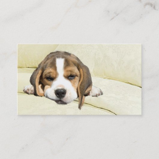Carte de visite d'éleveur de beagle (Devant)