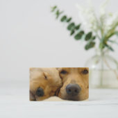 Carte de visite d'éleveur de golden retriever (Debout devant)