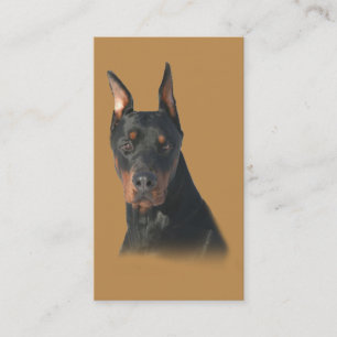 Carte de visite d'éleveur de Pinscher de doberman