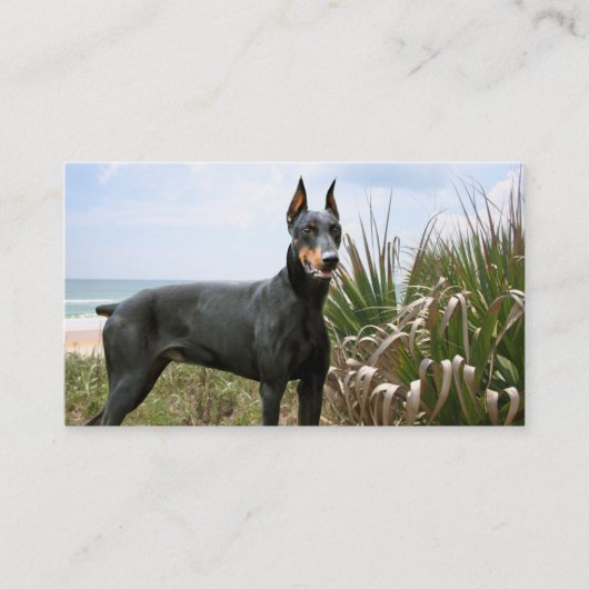 Carte de visite d'éleveur de Pinscher de dobermann (Devant)