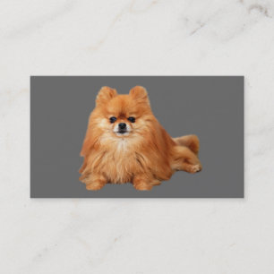 Carte de visite d'éleveur de Pomeranian