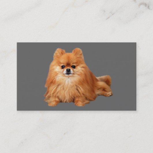 Carte de visite d'éleveur de Pomeranian (Devant)