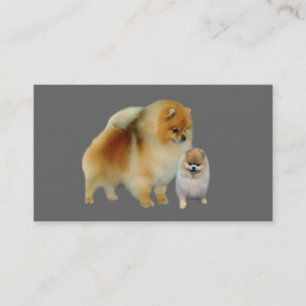Carte de visite d'éleveur de Pomeranian