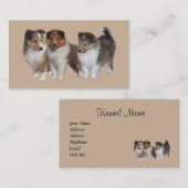 Carte de visite d'éleveur de Sheltie (Devant / Derrière)