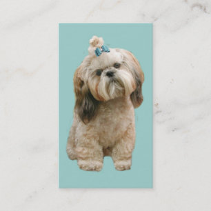 Carte de visite d'éleveur de Shih Tzu