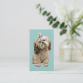 Carte de visite d'éleveur de Shih Tzu (Debout devant)