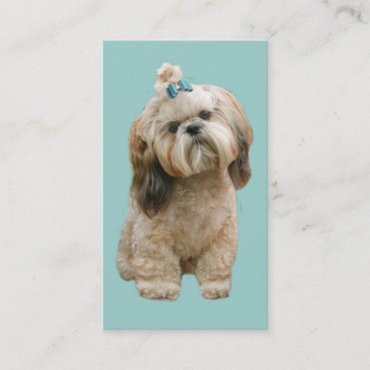 Carte de visite d'éleveur de Shih Tzu (Devant)