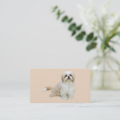 Carte de visite d'éleveur de Shih Tzu (Debout devant)